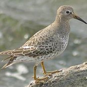 Rock Sandpiper